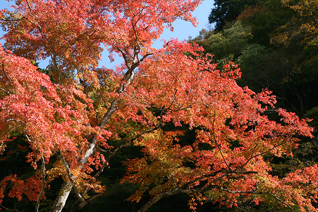 奥秩父大滝紅葉