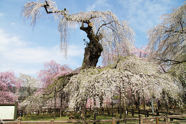 清雲寺のしだれ桜