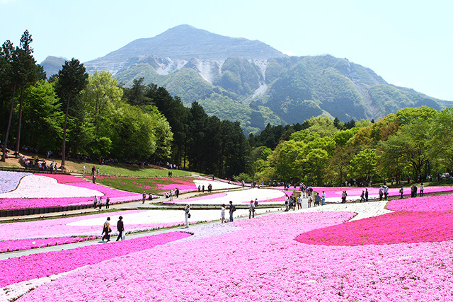 芝桜の丘